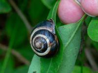 Cepaea nemoralis Isaksdal, Frösakull, Halmstad, Halland, Sweden 20190715_0622