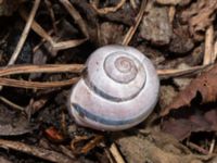 Cepaea nemoralis Jörgen Kocksgatan, Malmö, Skåne, Sweden 20240420_0001