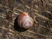 Cepaea nemoralis Reningsverket, Klagshamns udde, Malmö, Skåne, Sweden 20190329_0008