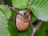 Cepaea nemoralis Ribersborgsdammen, Ribersborg, Malmö, Skåne, Sweden 20230715_0112