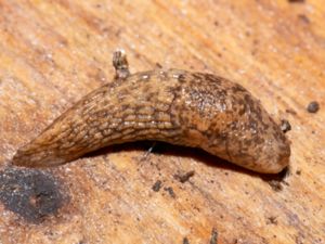 Deroceras reticulatum - Grey Field Slug - Åkersnigel