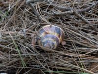 Helix lucorum Ilia State University Dedoplistskaro, Kakheti, Georgia 20180428_3113