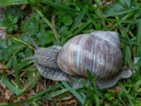 Helix pomatia Hamnen, Klagshamns udde, Malmö, Skåne, Sweden 20160521_0018