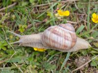 Helix pomatia P-pl Ridhuset, Klagshamns udde, Malmö, Skåne, Sweden 20230630_0027