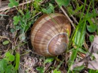 Helix pomatia Sandheden, Klagshamns udde, Malmö, Skåne, Sweden 20230529_0058