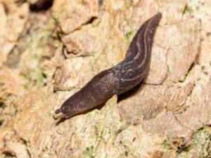 Limax maximus - Pantersnigel