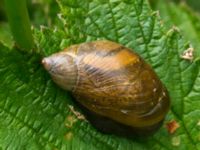 Succinea putris Benestads backar, Tomelilla, Skåne, Sweden 20120603B 188