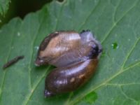 Succinia putris Stjärneholms slottsruin, Skurup, Skåne, Sweden 20150727_0142