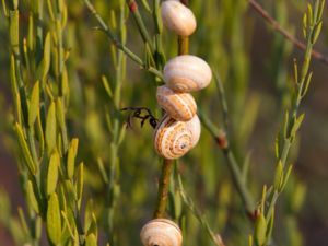 Theba pisana - White Gardensnail