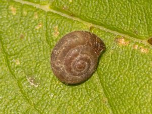 Trochulus hispidus - Hairy Snail - Skäggsnäcka