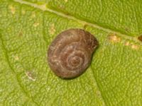 Trochulus hispidus Talldungen, Klagshamns udde, Malmö, Skåne, Sweden 20240922_0017