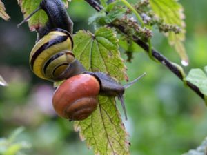 Cepaea nemoralis - Grove Snail - Parksnäcka