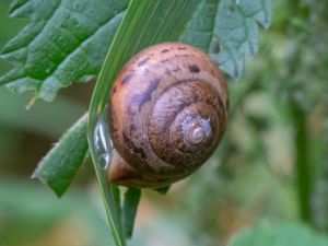 Fruticicola fruticum - Busksnäcka