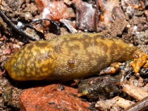 Limacus maculatus - Green Cellar Slug - Grön källarsnigel