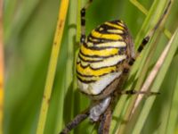 Argiope bruennichi Djungelparken, Bunkeflostrand, Malmö, Skåne, Sweden 20220802_0163