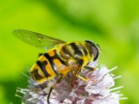 Myathropa florea Djungelparken, Bunkeflostrand, Malmö, Skåne, Sweden 20220802_0057