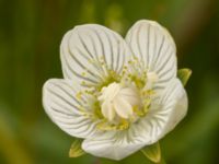 Parnassia palustris Toarpsdammen, Malmö, Skåne, Sweden 20220808_0027