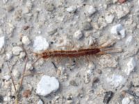 Lithobius forficatus Limhamns kalkbrott, Malmö, Skåne, Sweden 20180901_0072