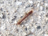 Lithobius forficatus Limhamns kalkbrott, Malmö, Skåne, Sweden 20180901_0073