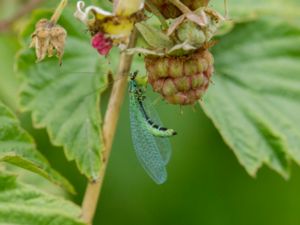 Chrysopa perla - Green Lacewing