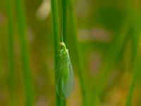 Chrysoperla carnea Måryd fd fälad, Lund, Skåne, Sweden 20180624_0100