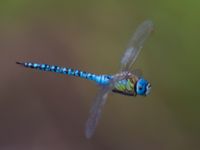 Aeshna affinis male Svarta hål, Revingefältet, Lund, Skåne, Sweden 20100807B 238