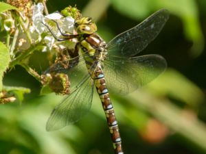 Aeshna cyanea - Blue Hawker - Blågrön mosaikslända