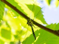 Aeshna cyanea Botaniska trädgården, Lund, Skåne, Sweden 20180701_0011