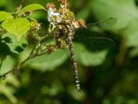 Aeshna cyanea female Järavallen, Kävlinge, Skåne, Sweden 20160713_0147