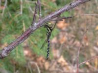 Aeshna cyanea male 1,0 km NE Tåstarps kyrka, Ängelholm, Skåne, Sweden 20180711_0089