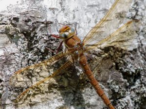 Aeshna grandis - Brown Hawker - Brun mosaikslända