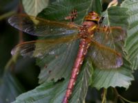 Aeshna grandis female Bulltofta, Malmö, Skåne, Sweden 20110824B 191