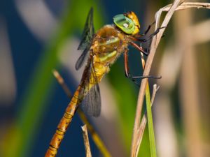 Aeshna isoceles - Green-eyed Hawker - Kilfläckslända