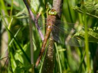 Aeshna isoceles Stensoffa fuktäng, Lund, Skåne, Sweden 20140601_0040