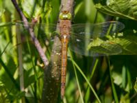 Aeshna isoceles Stensoffa fuktäng, Lund, Skåne, Sweden 20140601_0042