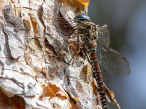 Aeshna juncea - Moorland Hawker - Starrmosaikslända