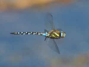 Aeshna mixta - Migrant Hawker - Höstmosaikslända