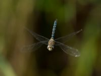 Aeshna mixta ad male Ödammen, Öresundsparken, Ribersborg, Malmö, Skåne, Sweden 20170901_0030