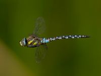 Aeshna mixta ad male Ödammen, Öresundsparken, Ribersborg, Malmö, Skåne, Sweden 20170901_0035