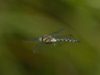 Aeshna mixta ad male Ödammen, Öresundsparken, Ribersborg, Malmö, Skåne, Sweden 20170901_0044