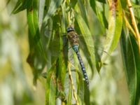 Aeshna mixta ad male Ödammen, Öresundsparken, Ribersborg, Malmö, Skåne, Sweden 20170901_0057