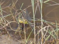 Anax imperator female Östra dammen, Fuktängen, Klagshamns udde, Malmö, Skåne, Sweden 20240723_0609