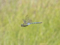 Anax imperator male Östra dammen, Fuktängen, Klagshamns udde, Malmö, Skåne, Sweden 20240723_0406