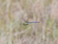 Anax imperator male Östra dammen, Fuktängen, Klagshamns udde, Malmö, Skåne, Sweden 20240723_0413