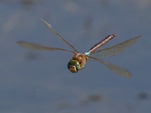 Anax parthenope - Lesser Emperor - Mindre kejsartrollslända