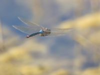 Anax parthenope male Kalkbrottet, Klagshamns udde, Malmö, Skåne, Sweden 20150806B_0112