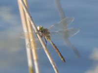 Anax parthenope male Kalkbrottet, Klagshamns udde, Malmö, Skåne, Sweden 20150806B_0119