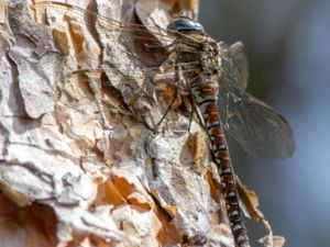 Aeshna juncea - Moorland Hawker - Starrmosaikslända