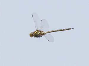 Aeshna subarctica - Bog Hawker - Gungflymosaikslända