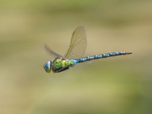 Aeshna viridis - Green Hawker - Grön mosaikslända